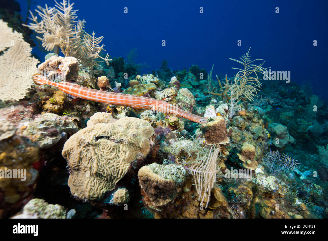 Trumpetfish (Aulostomus Maculatus) an einem tropischen Korallenriff vor der Insel Roatan, Honduras. Stockfoto