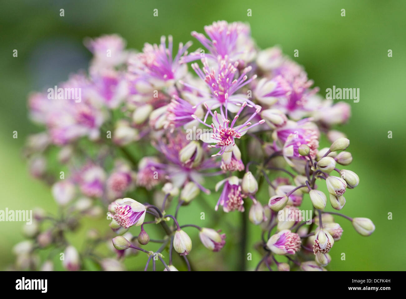 Thalictrum Aquilegifolium. Größere Wiese Rue wächst in einem englischen Cottage-Garten. Stockfoto