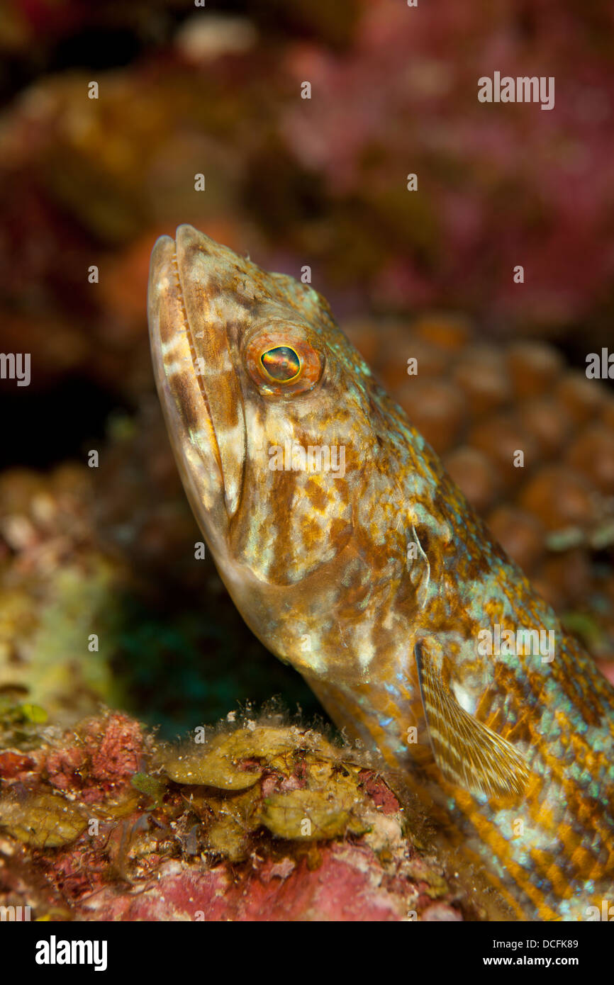 Sand-Taucher (Synodus Intermedius) an einem tropischen Korallenriff vor der Insel Roatan, Honduras. Stockfoto