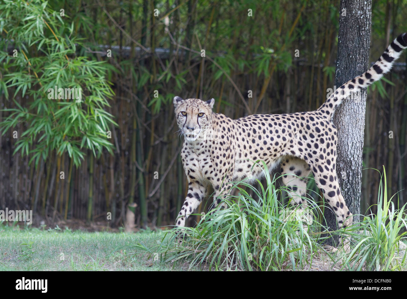 Gepard, Acinonyx Jubatus, auch bekannt als die Jagd Leopard gefunden im östlichen und südlichen Afrika Stockfoto