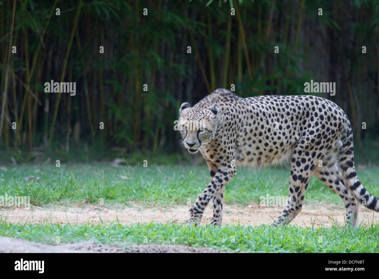 Gepard, Acinonyx Jubatus, auch bekannt als die Jagd Leopard gefunden im östlichen und südlichen Afrika Stockfoto