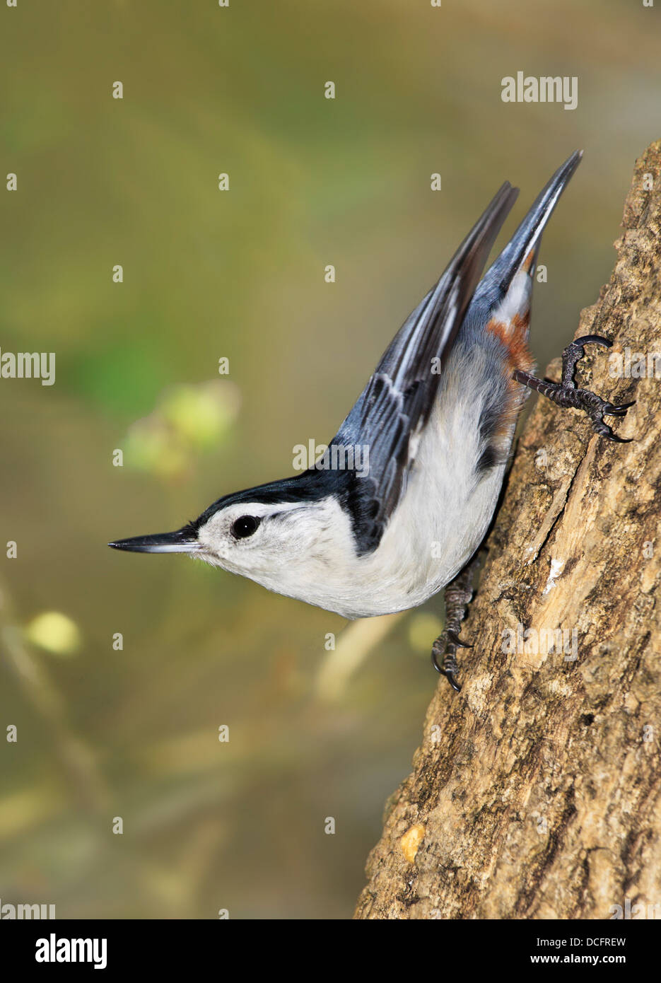 Eine kleine, niedliche Vogel, The White Breasted Kleiber, In A typische Upside-down Kleiber darstellen, Sitta carolinensis Stockfoto