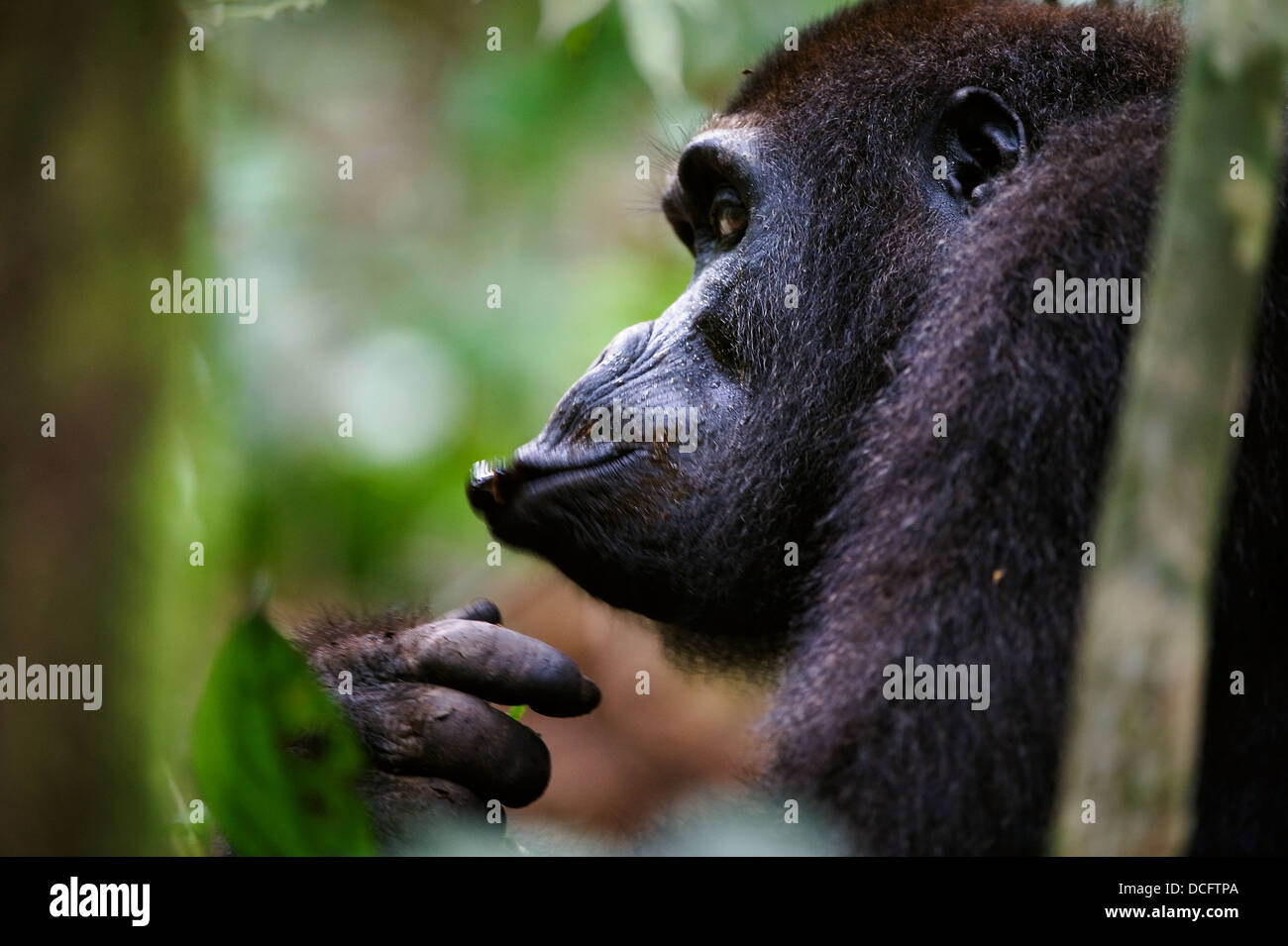 Flachlandgorilla Essen. Stockfoto