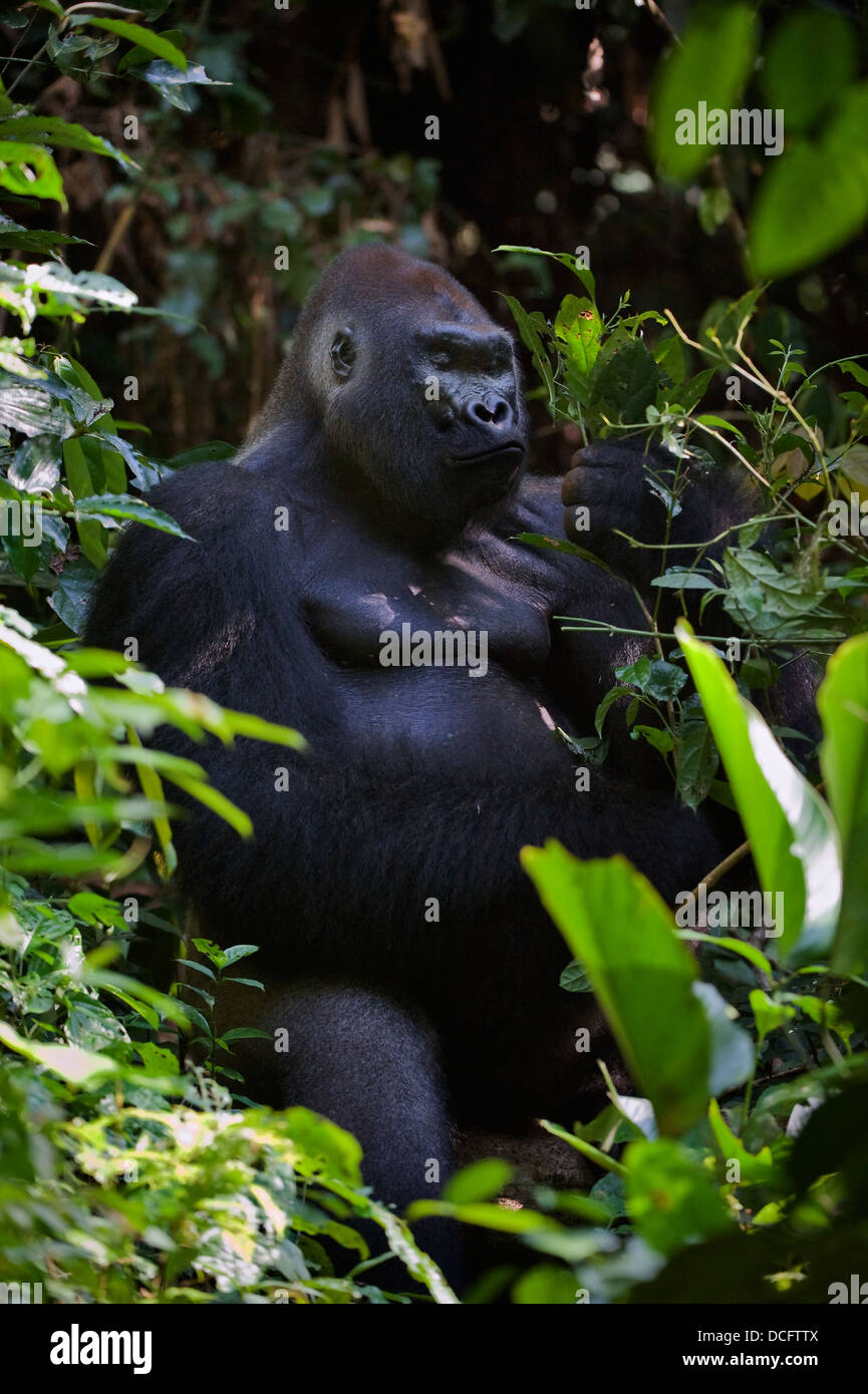 Porträt des männlichen Flachlandgorilla. Stockfoto