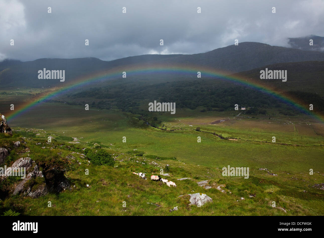 Vier Schafe Irland Fotos Und Bildmaterial In Hoher Aufl sung Alamy vier-schafe-irland-fotos-und-bildmaterial-in-hoher-aufl-sung-alamy
