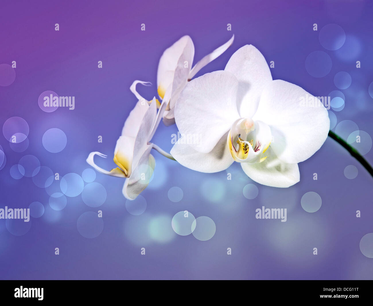Orchidee Stockfoto