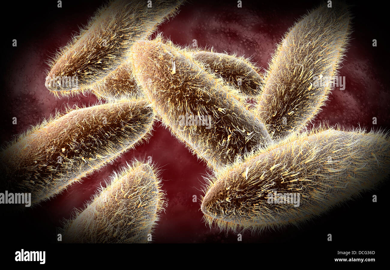 Mikroskopische Ansicht von Paramecium. Stockfoto