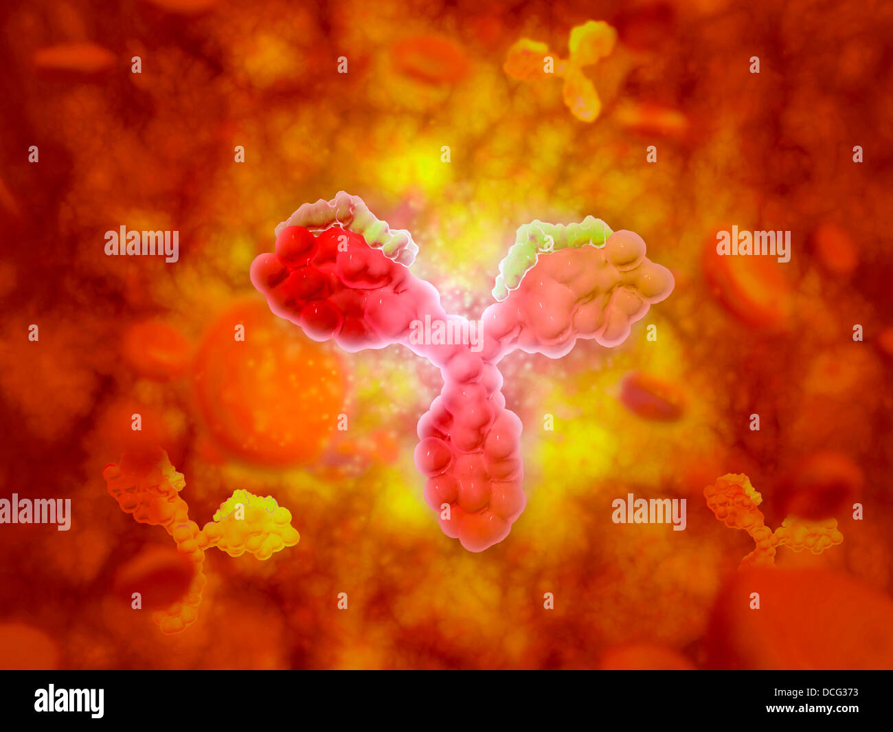 Mikroskopische Ansicht des menschlichen Anitbodies mit roten Blutkörperchen. Stockfoto