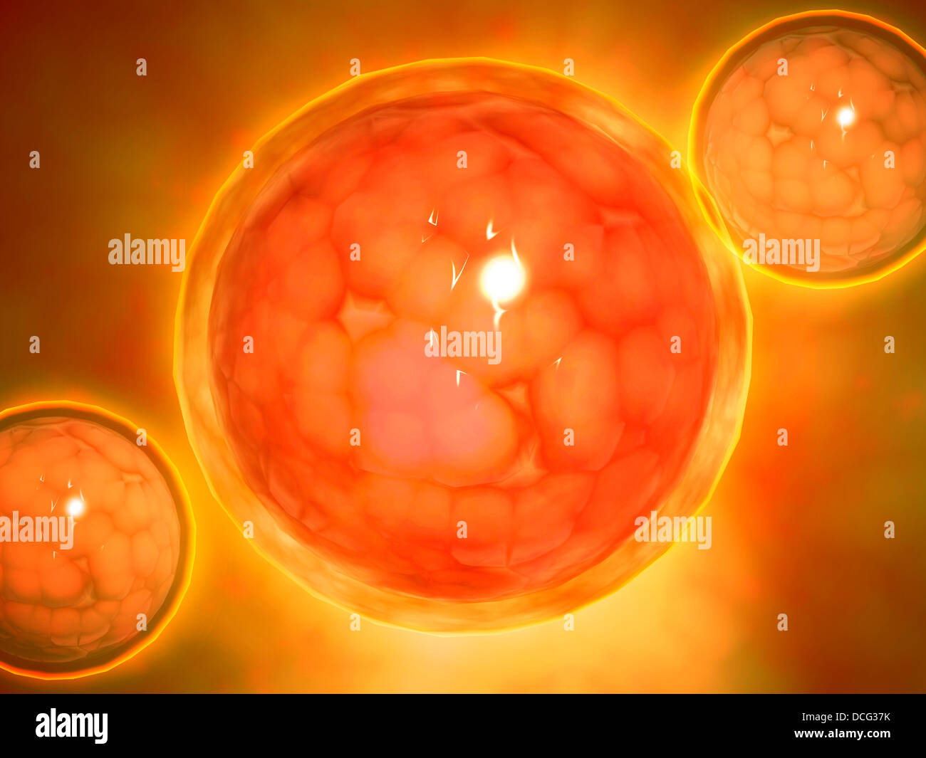 Mikroskopischen Blick auf einen Zeitpunkt während der Schwangerschaft. Stockfoto