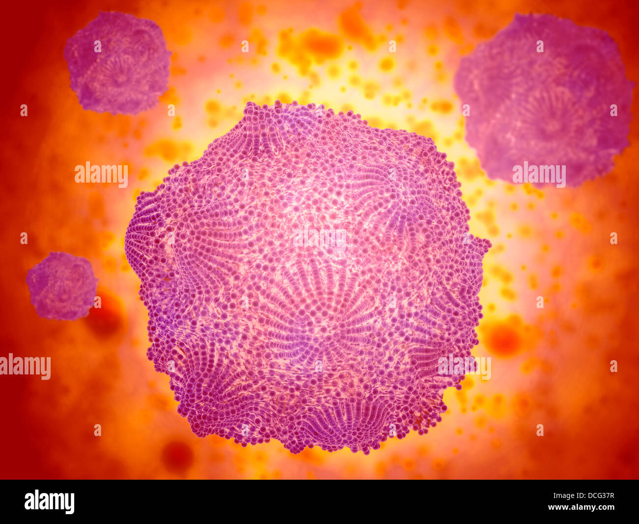 Mikroskopische Ansicht von Canine Parvovirus. Stockfoto
