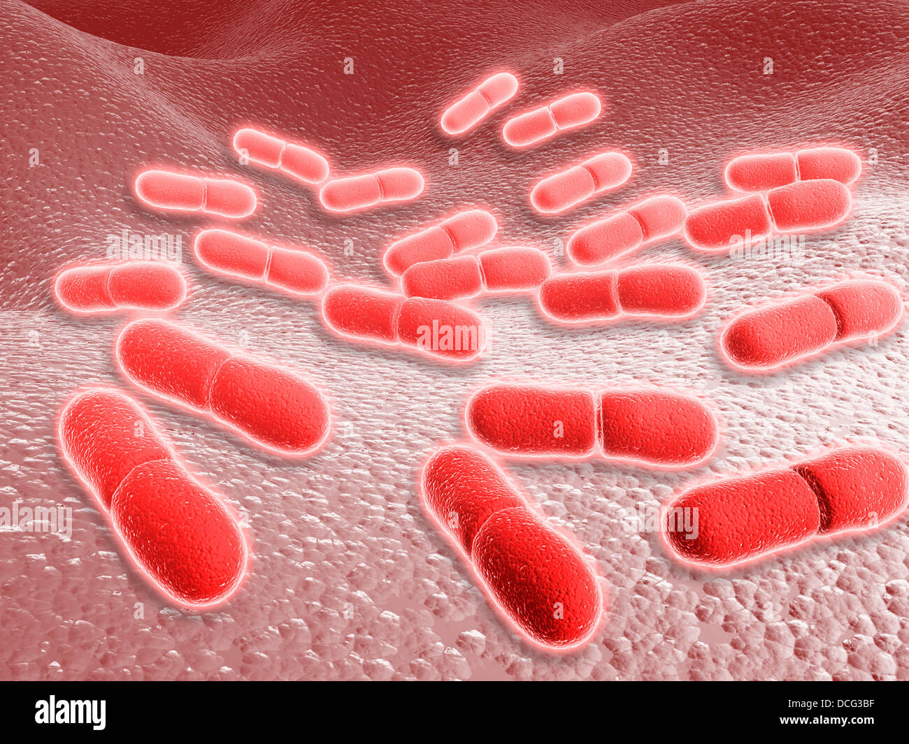 Mikroskopische Ansicht von Listeria Monocytogenes. Stockfoto