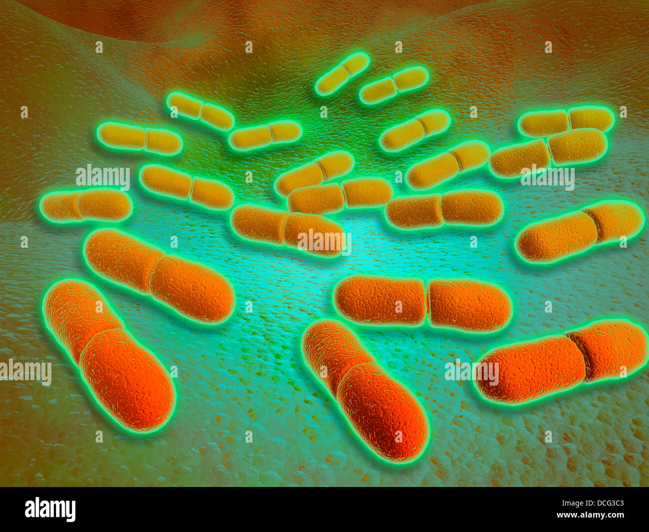 Micoscopic Ansicht von Listeria Monocytogenes. Stockfoto