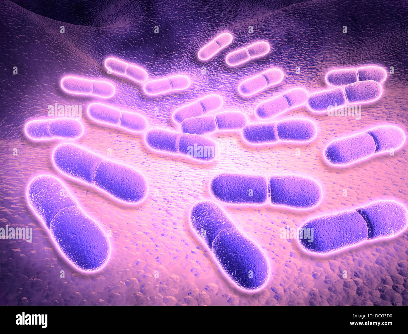 Mikroskopische Ansicht von Listeria Monocytogenes. Stockfoto