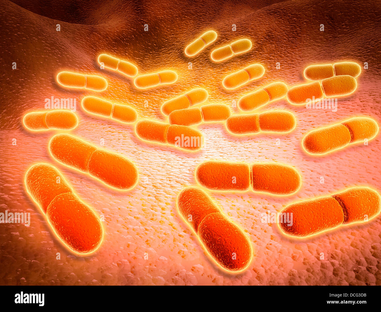 Mikroskopische Ansicht von Listeria Monocytogenes. Stockfoto