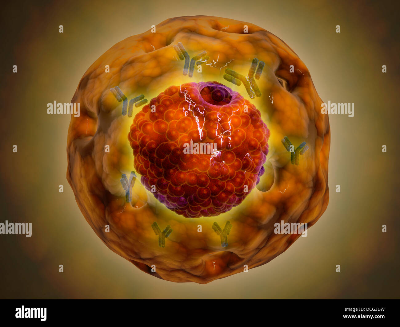 Zellkern mit Chromosomen. Der Zellkern hilft Kontrolle Essen, Bewegung und Reproduktion. Stockfoto