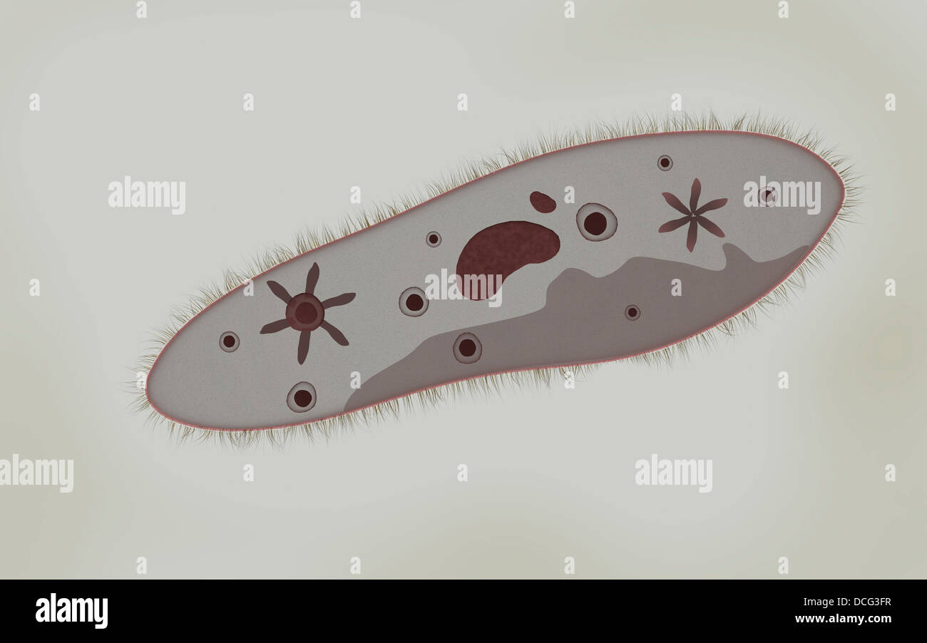 Mikroskopische Ansicht von Paramecium. Stockfoto