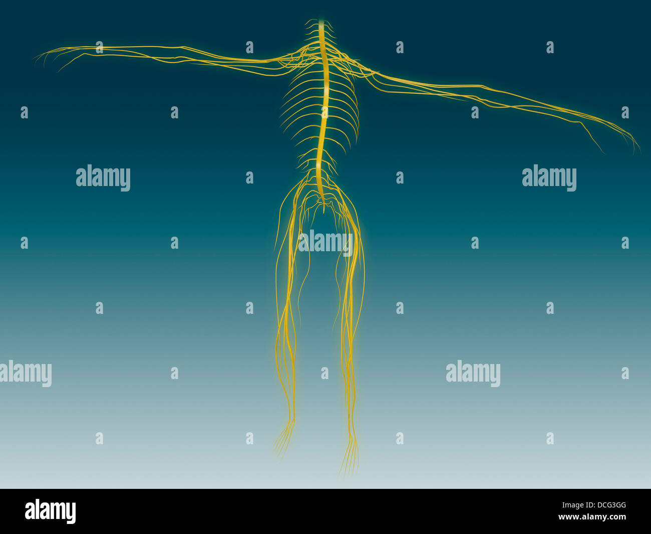 Konzeptbild des menschlichen Nervensystems. Stockfoto
