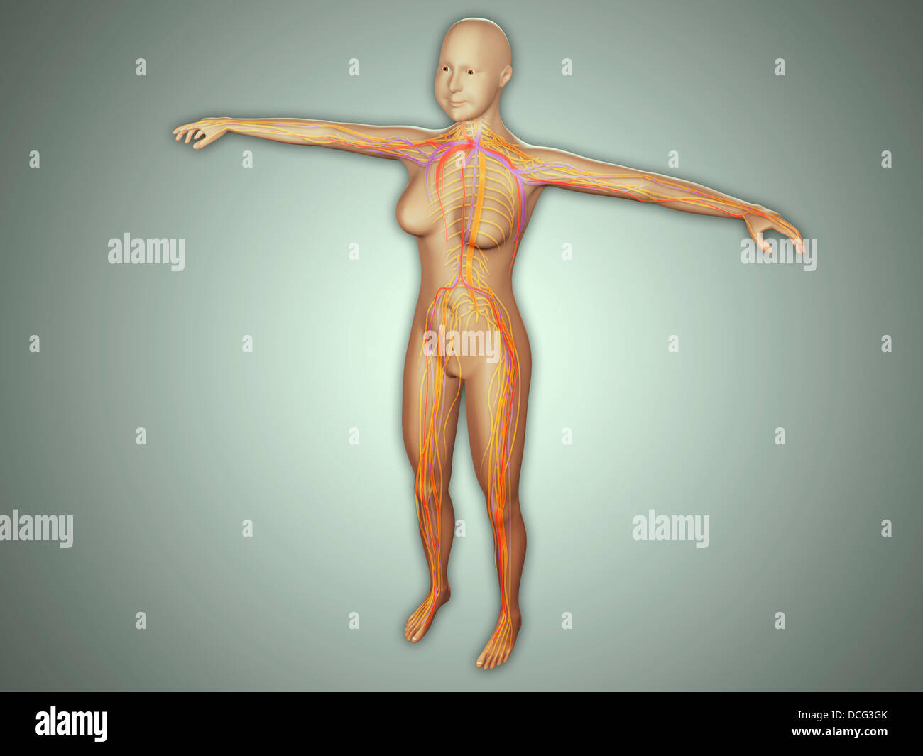 Anatomie des weiblichen Körpers mit Arterien, Venen und Nervensystem. Stockfoto