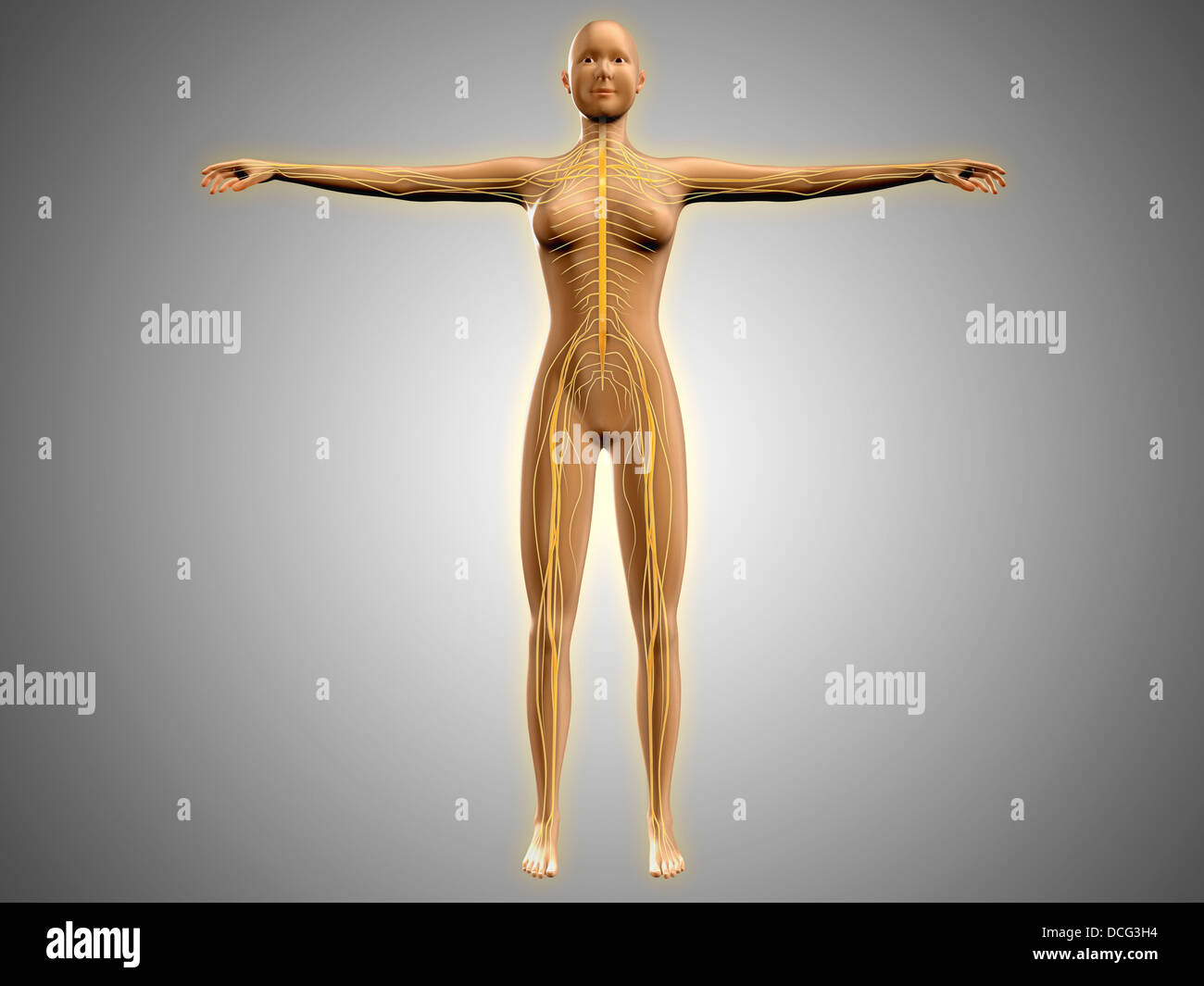 Anatomie des weiblichen Körpers mit Nervensystem. Stockfoto