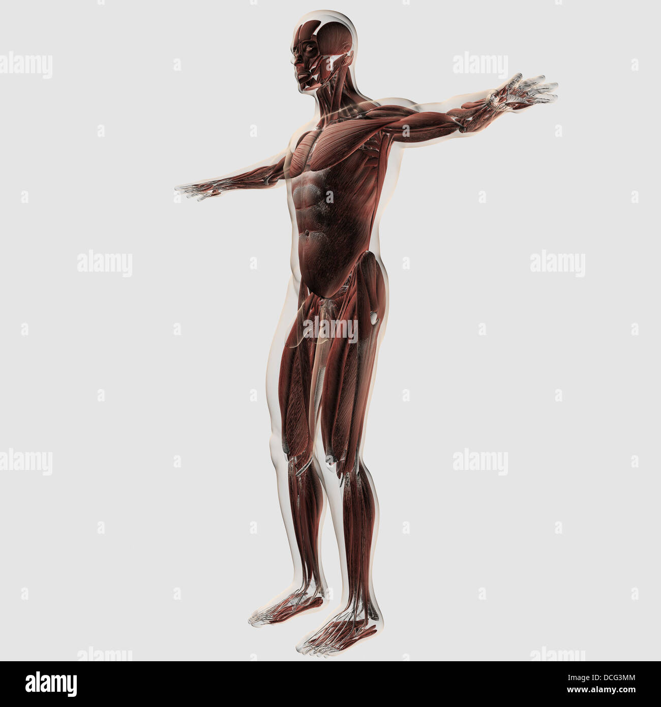 Anatomie des männlichen Muskulatur, Seitenansicht. Stockfoto