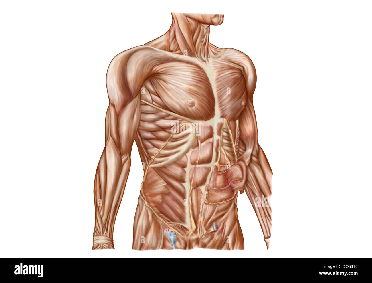 Anatomie der menschlichen Bauchmuskeln. Stockfoto