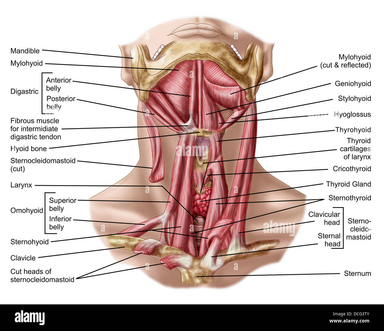 Anatomie des menschlichen Hyoid Knochen und Muskeln, Ansicht von ventral. Stockfoto