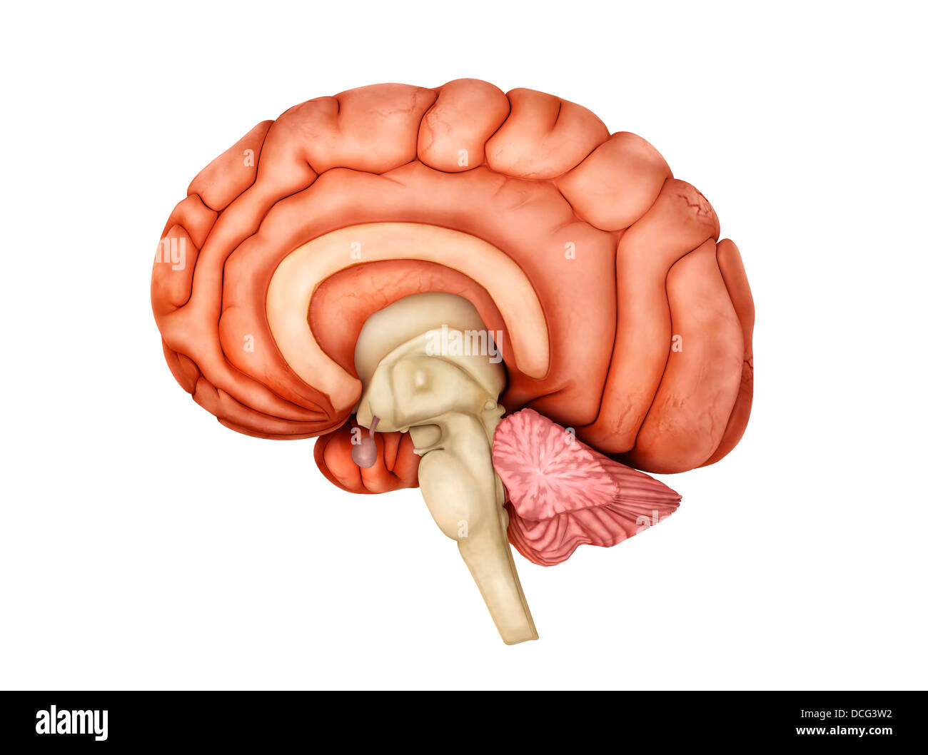 Anatomie des menschlichen Gehirns, Seitenansicht. Stockfoto