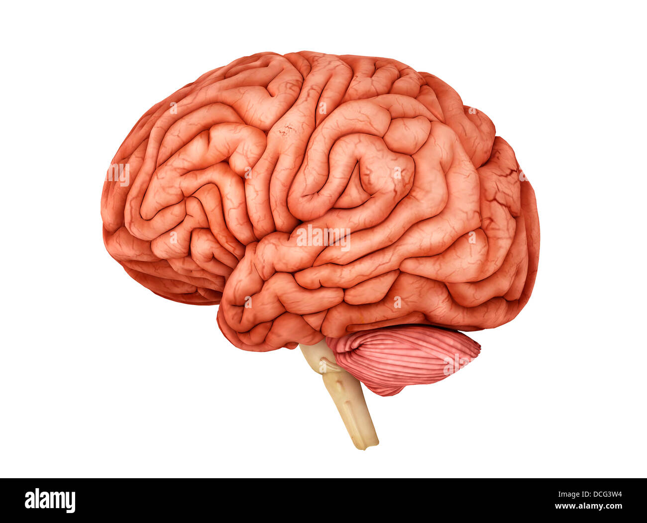 Anatomie des menschlichen Gehirns, Seitenansicht. Stockfoto
