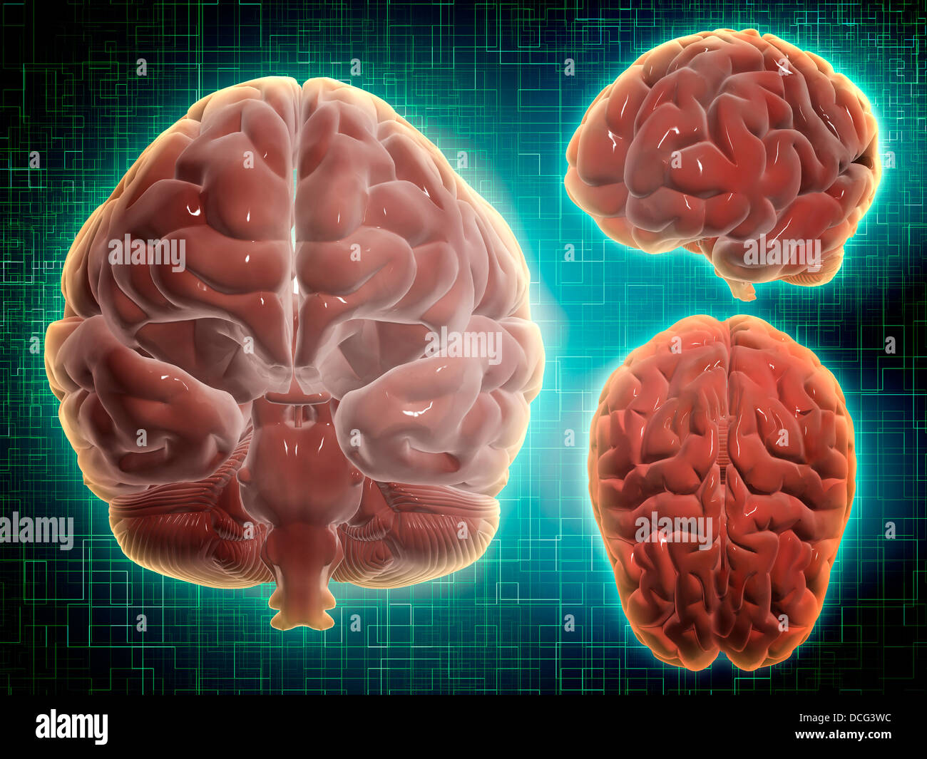 Konzeptbild des menschlichen Gehirns in verschiedenen Winkeln. Stockfoto