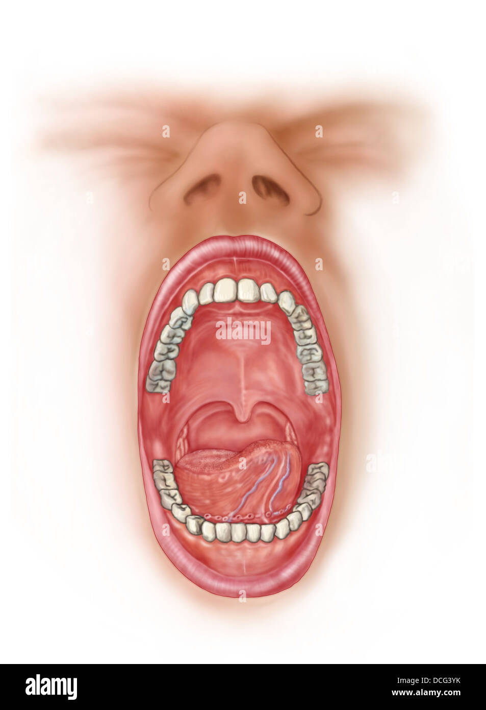 Anatomie der menschlichen Mundhöhle. Stockfoto