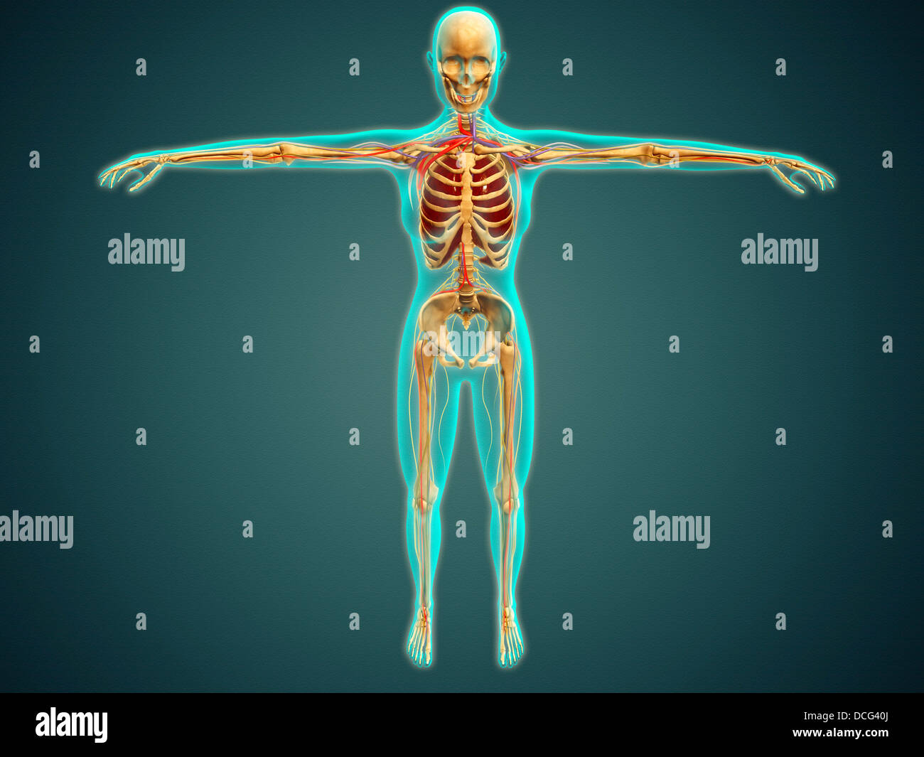 Medizinische Illustration des menschlichen Körpers zeigen, Skelettsystem, Arterien, Venen und Nervensystem. Stockfoto