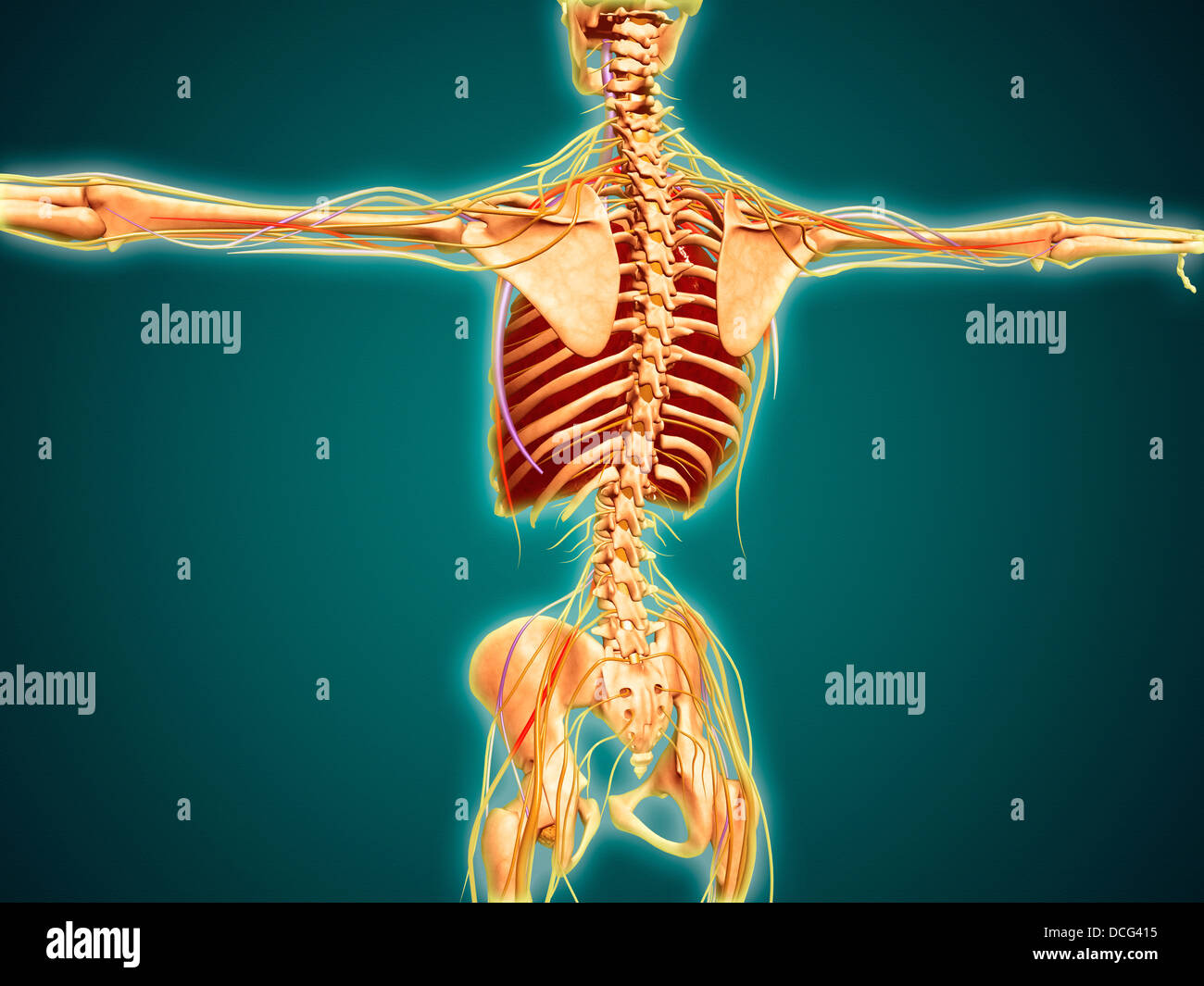 Rückansicht des menschlichen Skeletts mit Nervensystem, Arterien und Venen. Stockfoto