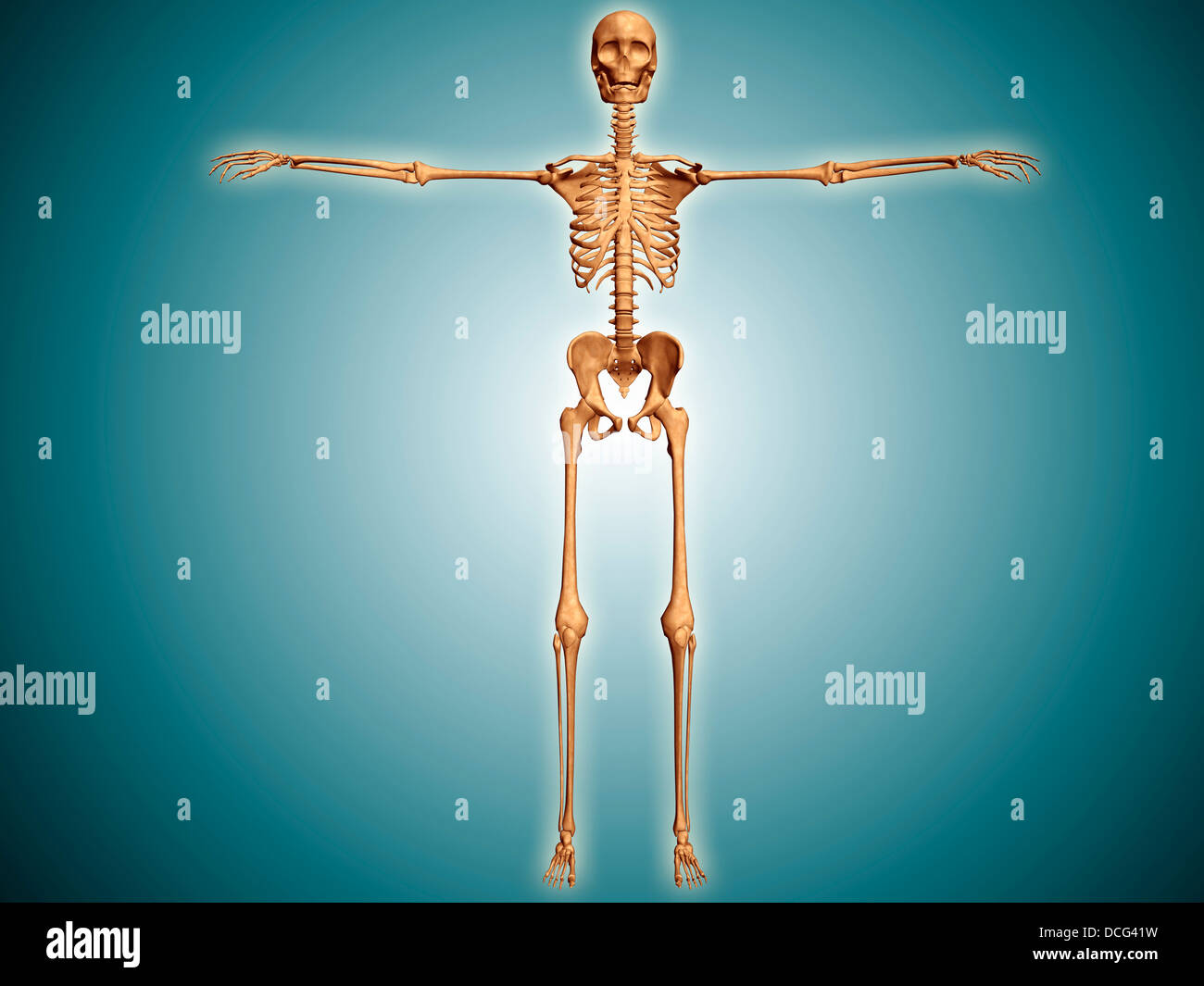 Vorderansicht des menschlichen Bewegungsapparates. Stockfoto
