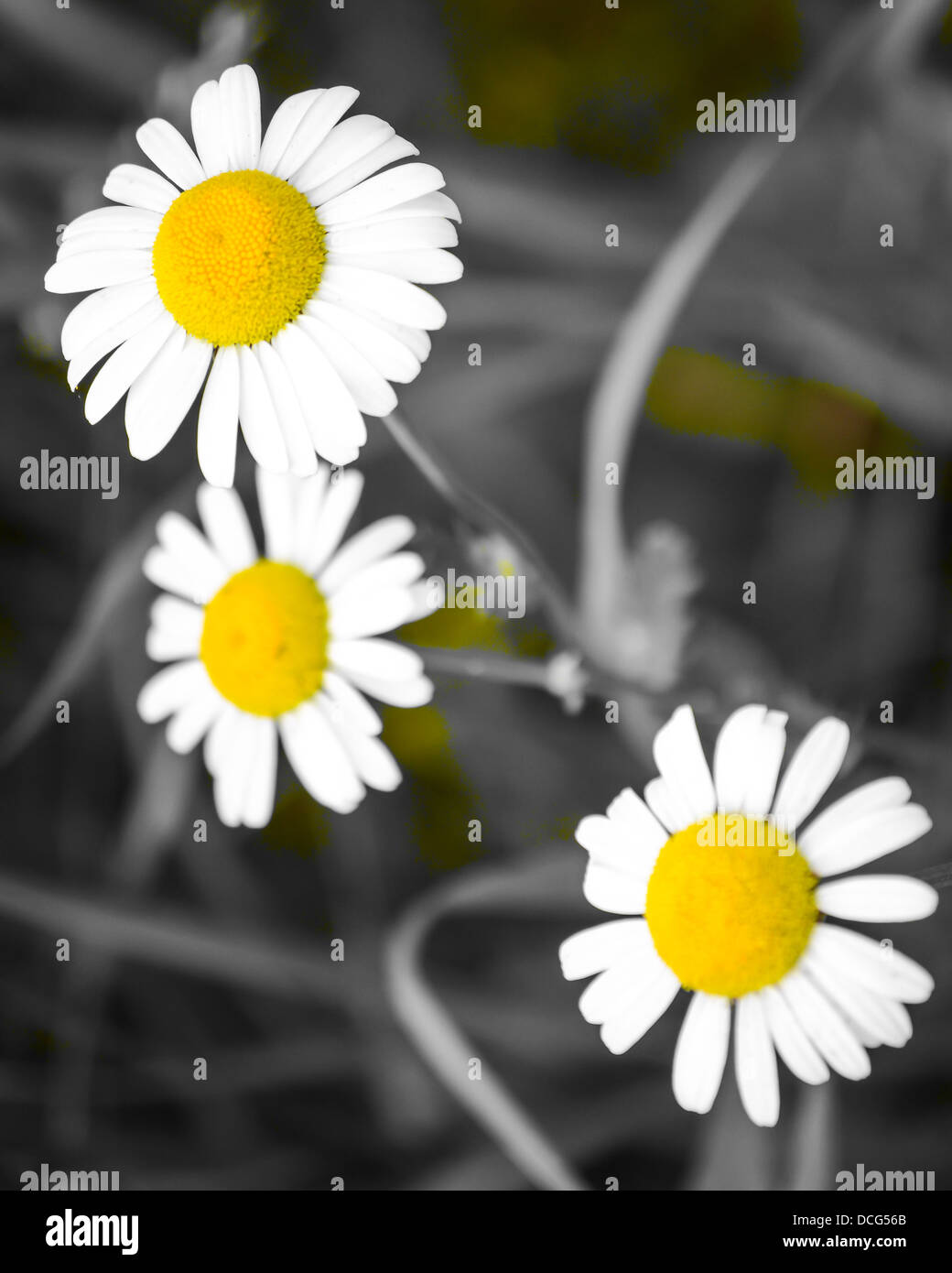 Farbige Daisy mit schwarzen und weißen Hintergrund. Stockfoto