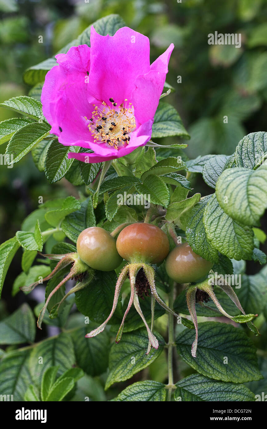 Wild rose und große Hagebutten. Stockfoto