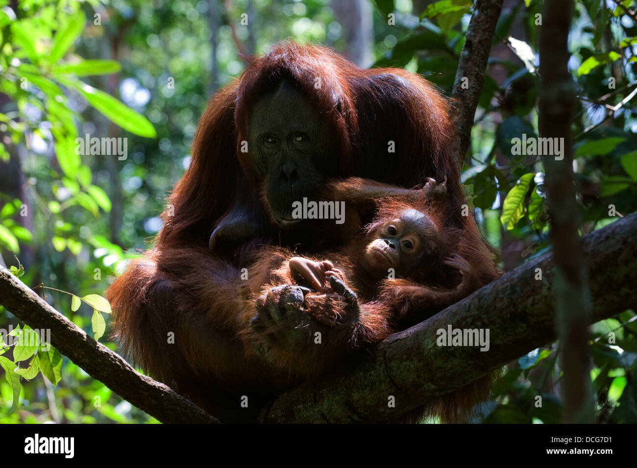 Mutter mit Baby Orang-Utan (Pongo Pygmaeus). Stockfoto