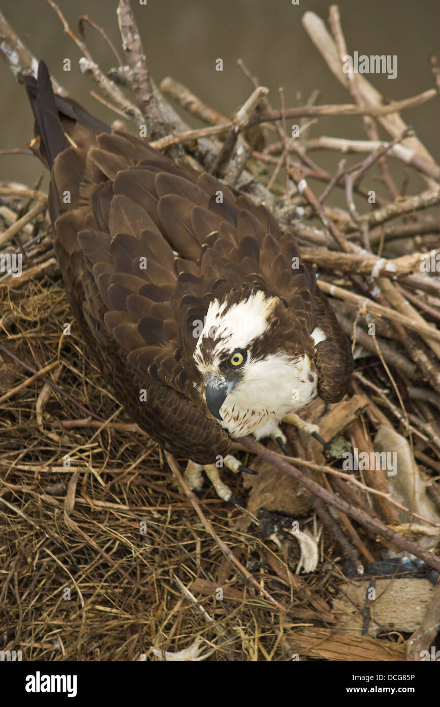Adler in einem Nest in Mount Vernon, Virginia, Vereinigte Staaten von Amerika. Stockfoto