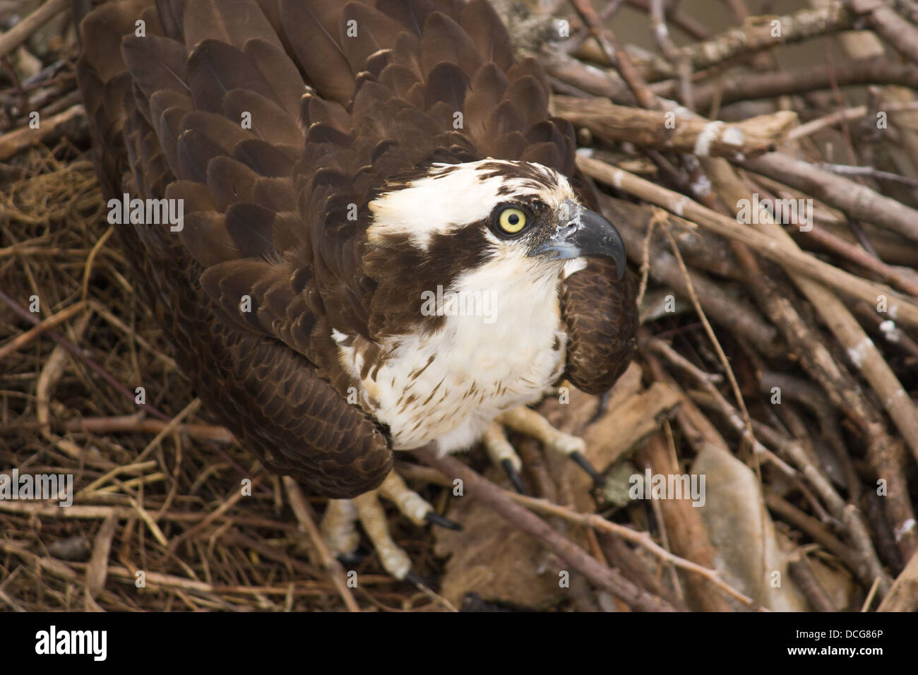 Ein Adler in einem nest Stockfoto