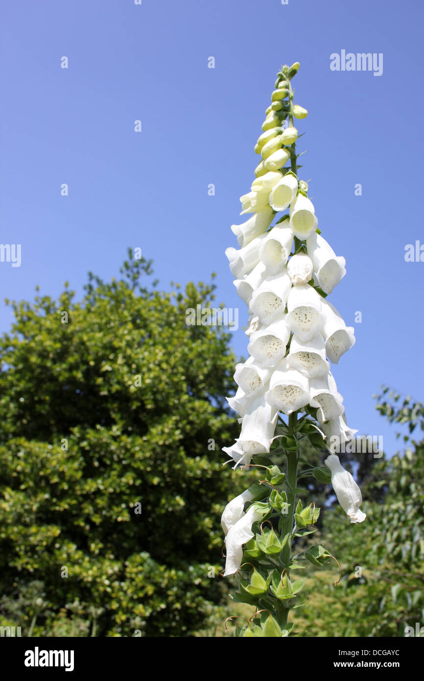 Weißen Fingerhut - Digitalis Purpurea 'Alba' Stockfoto