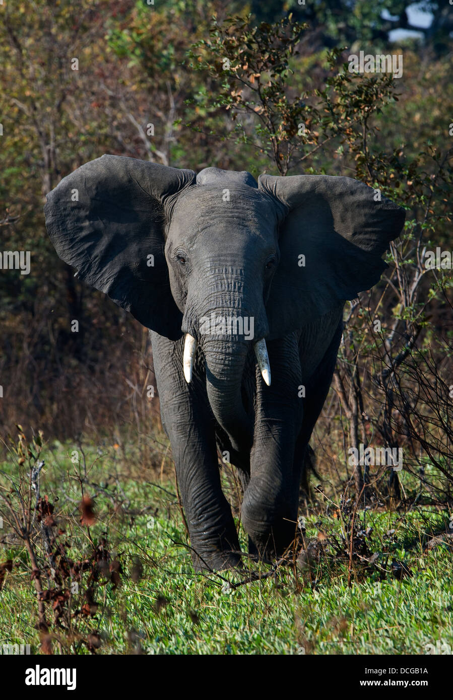 Das verärgert Elefanten. Stockfoto