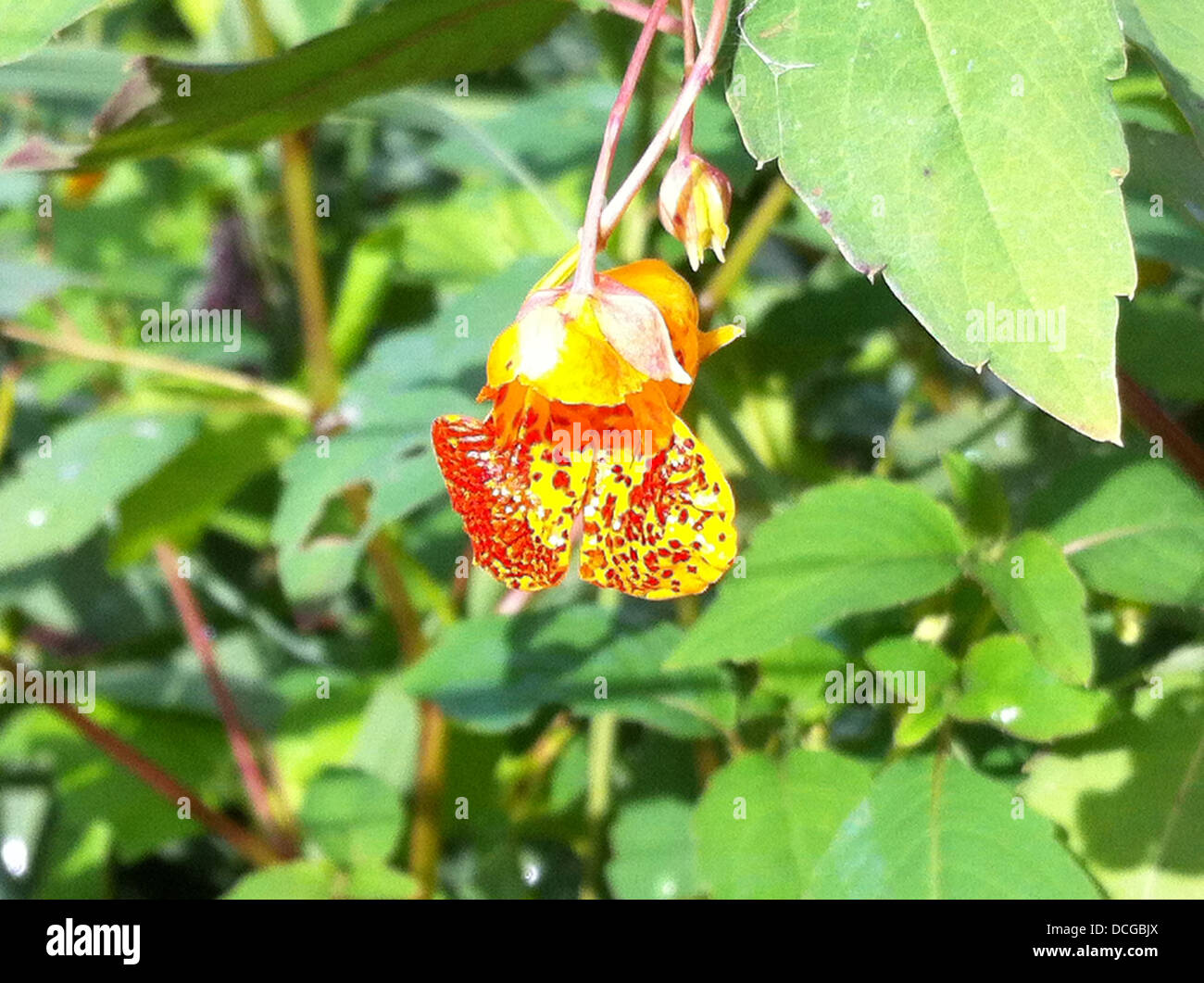 ORANGE SPRINGKRAUT Impatiens Capensis im August am Dorney, Bershire, England. Foto Tony Gale Stockfoto