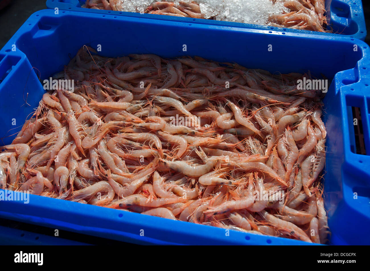 Fischerei-Hafen-Garnelen, Isla Cristina, Provinz Huelva, Region von Andalusien, Spanien, Europa Stockfoto