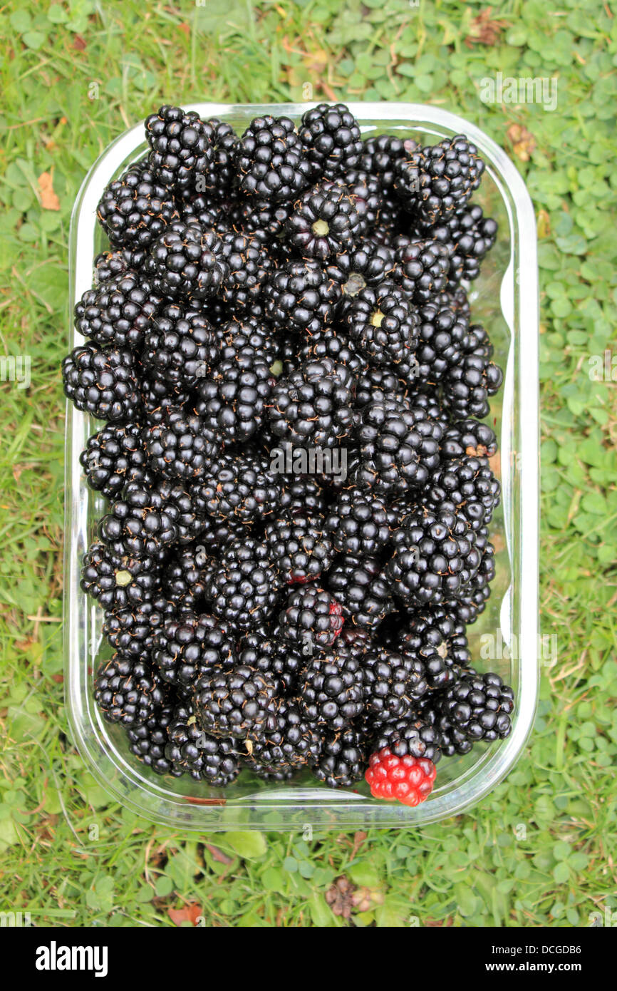 Epsom, Surrey, England, UK. 17. August 2013. Nach Wochen der feinen Sommersonne die erste Ernte der Brombeeren sind bereit für die Kommissionierung. Und sie sind frei. Für die Nahrungssuche für diese Früchte benötigt lediglich ein wenig Ortskenntnis und einem Container zu sammeln. Entlang der Hogsmill Open Space, Ewell, Epsom Surrey abgeholt. Stockfoto