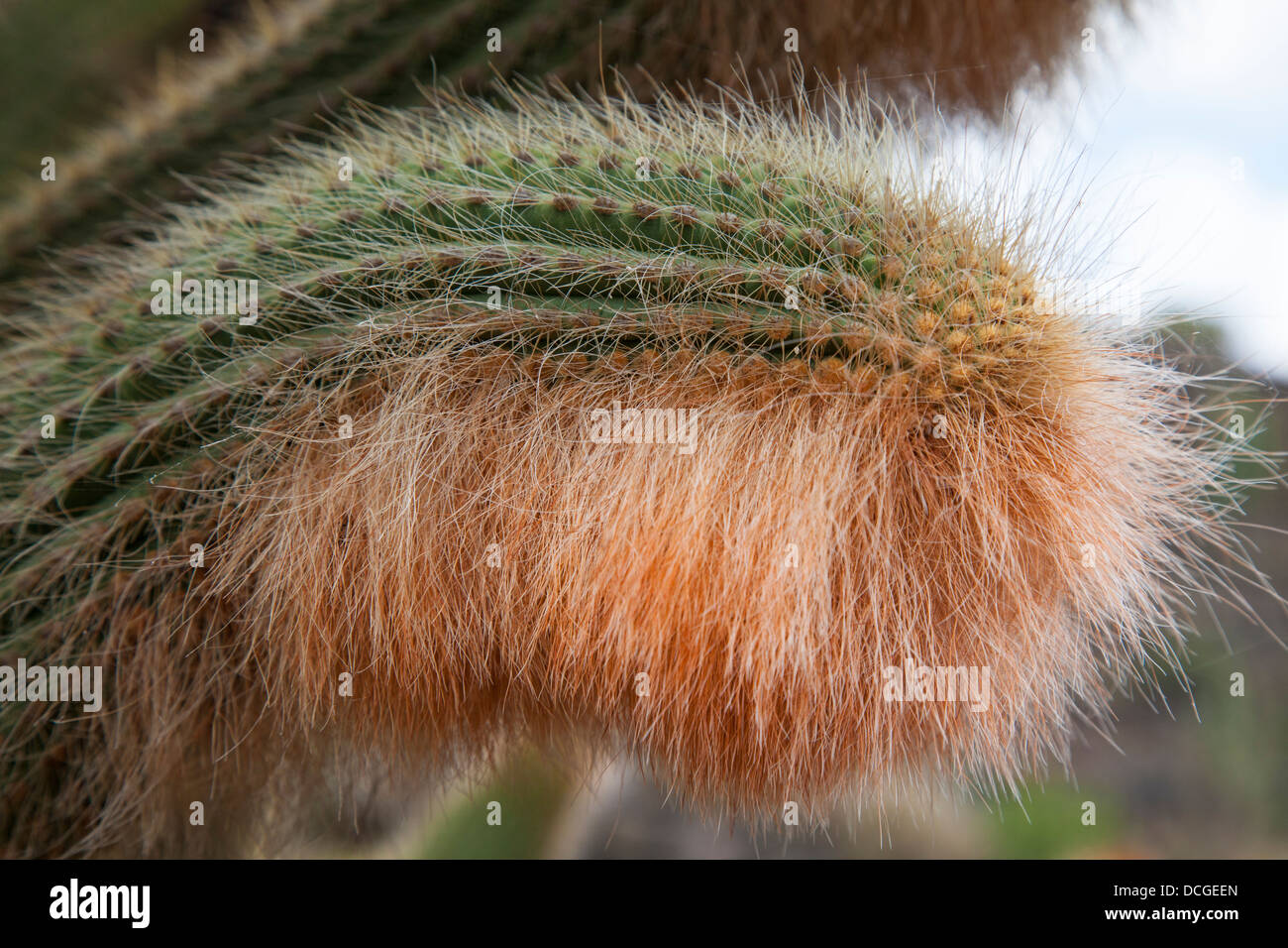 Kaktus in der Cesar Manrique entworfen Jardin de Cactus, Lanzarote Stockfoto