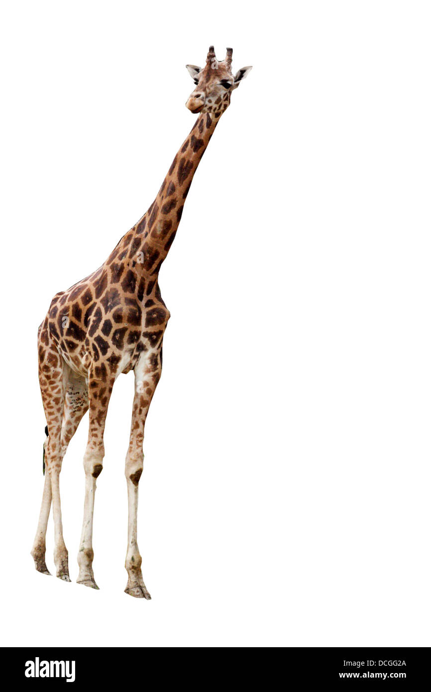 Giraffe Stockfoto