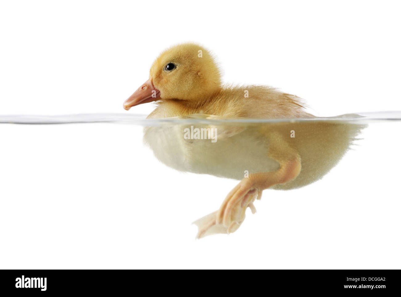 Süß Entlein im Wasser Stockfoto