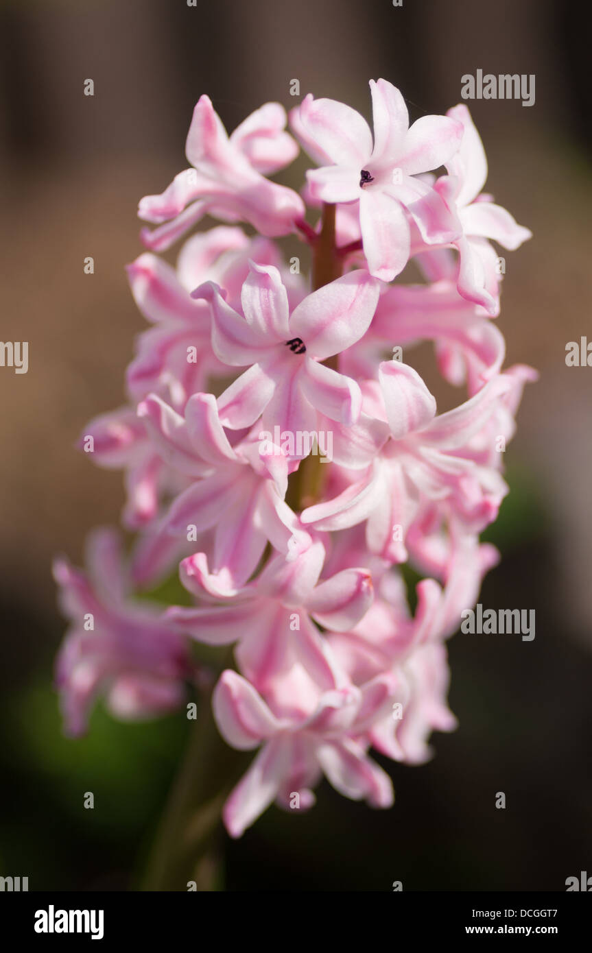 Rosa Hyazinthen (Hyacinthus). Geringe Schärfentiefe Stockfoto