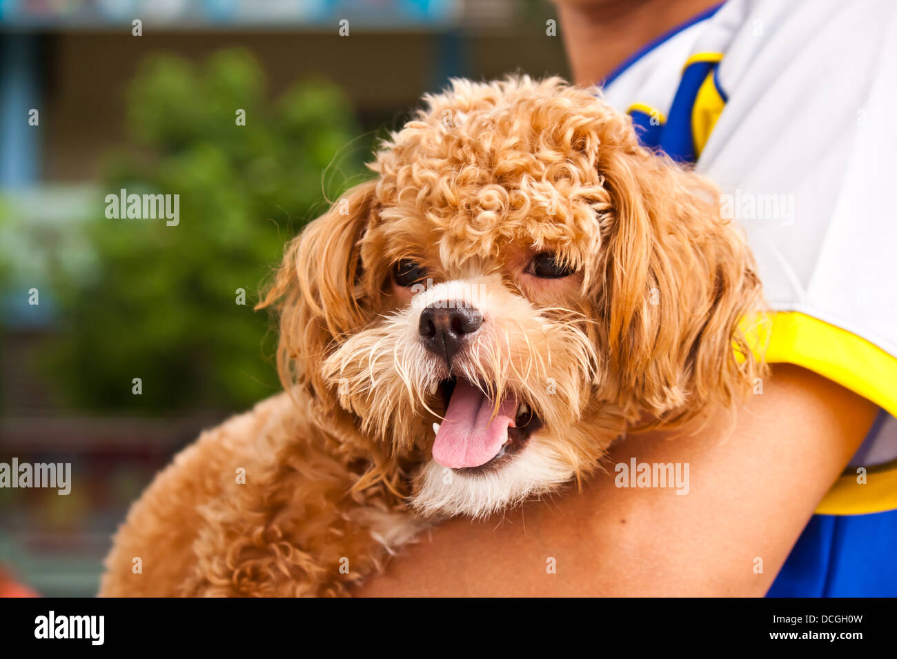 schöner Hund Stockfoto