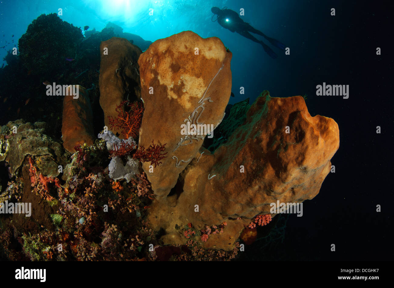 Ein großer Schwamm mit Taucher in den Hintergrund, Gorontalo, Sulawesi, Indonesien. Stockfoto