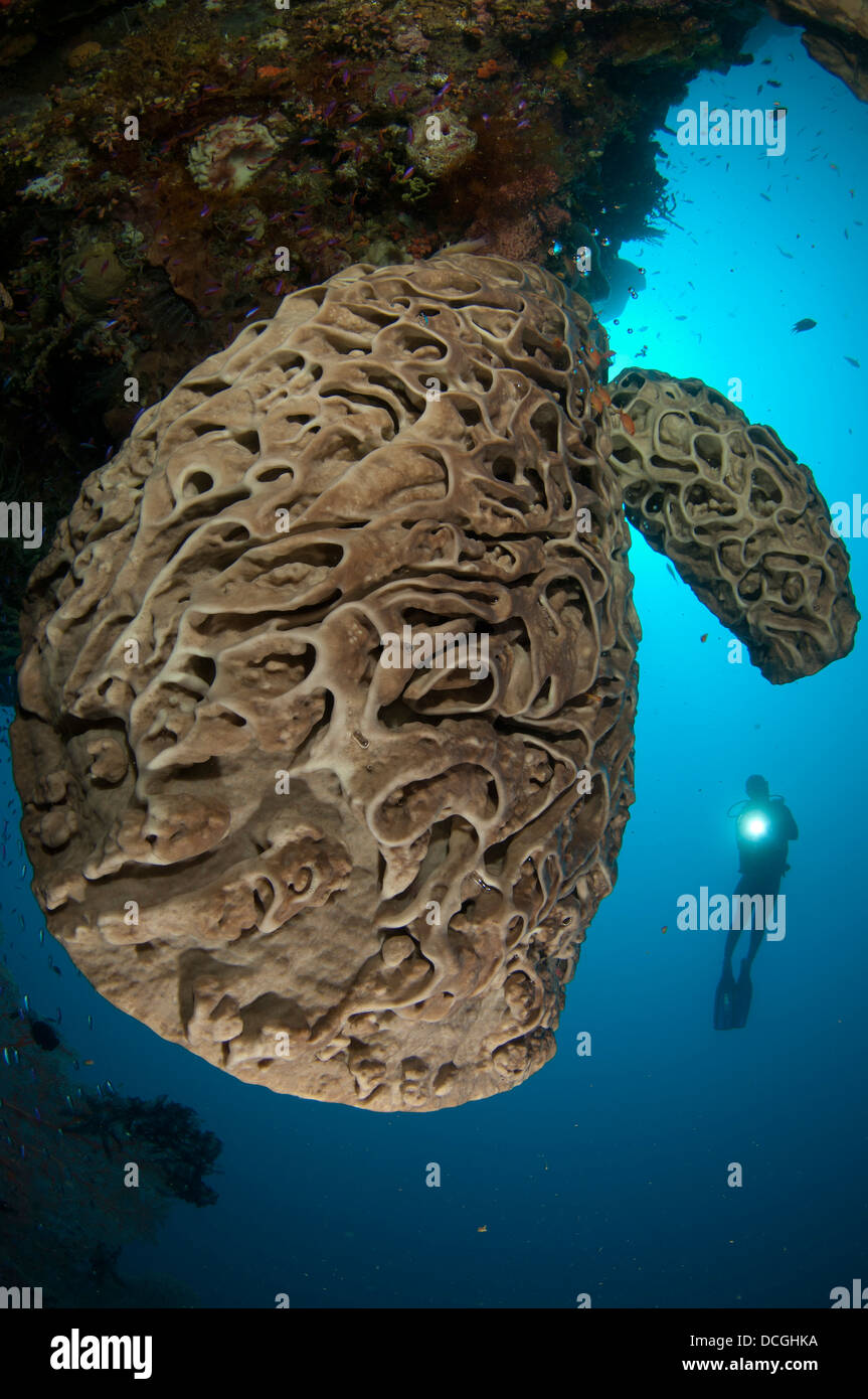 Salvador Dali-Schwamm mit komplizierten wirbelnden Oberflächenmuster, Indonesien. Stockfoto